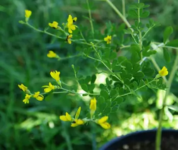 Indigo, Wild (Baptisia tinctoria), packet of 20 seeds