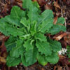 Lettuce, Wild (Wild Lettuce) (Lactuca virosa), potted plant, organic - Image 6