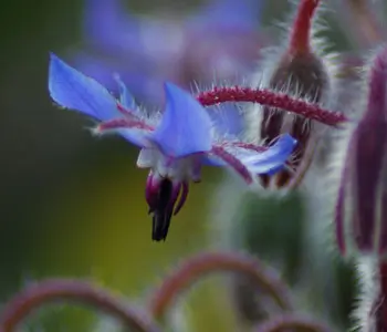Borage (Borago officinalis) seeds, organic - Image 2