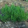 Savory, Winter (Satureja montana) potted plant, organic - Image 2