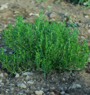 Savory, Winter (Satureja montana) seeds, organic - Image 3