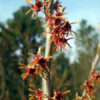 Witch Hazel, Virginian (Hamamelis virginiana) tree in a 9” deep pot, Organic - Image 3