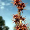 Witch Hazel, Virginian (Hamamelis virginiana) potted tree, Organic - Image 2