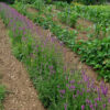 Wood Betony (Stachys officinalis) potted plant, organic - Image 2