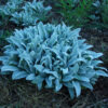 Wooly Lambs Ears (Stachys byzantina), packet of 20 seeds, organic