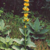 Gentian, Yellow (Gentiana lutea) seeds, organic - Image 4