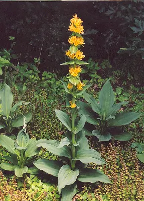 Gentian, Yellow (Gentiana lutea) seeds, organic - Image 4