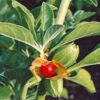 Ashwagandha, African Ecotype (Withania somnifera) potted plant, organic - Image 4