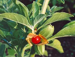 Ashwagandha, African Ecotype (Withania somnifera) potted plant, organic - Image 4