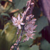 Asphodel (Asphodelus albus), packet of 10 seeds, organic - Image 4