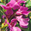 Balsam, Chinese (Impatiens balsamina), packet of 20 seeds - Image 4
