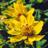 Bearsfoot (Polymnia uvedalia), packet of 10 seeds - Image 3