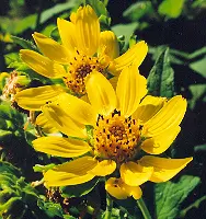 Bearsfoot (Polymnia uvedalia), packet of 10 seeds - Image 3