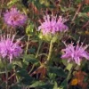 Bergamot Set (4 seed packets): Bergamots--Lavender, Lemon, Sweetleaf, Yellow Dotted Mint - Image 4