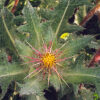 Thistle, Blessed (Cnicus benedictus) seeds, organic - Image 3