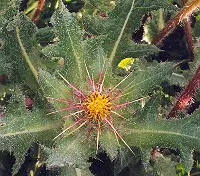 Thistle, Blessed (Cnicus benedictus) seeds, organic - Image 3