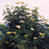 Elderberry, Blue (Sambucus caerulea) potted shrub in a 9-inch-deep pot, organic - Image 2