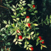 Butcher's Broom (Ruscus aculeatus), packet of 5 seeds - Image 4