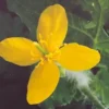 Celandine, Greater (Chelidonium majus) seeds, organic