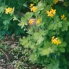Celandine, Greater (Chelidonium majus) seeds, organic - Image 3