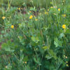 Celandine, Greater (Chelidonium majus) seeds, organic - Image 4
