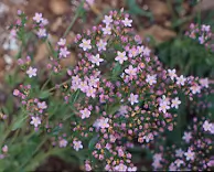 Centaury, European (Centaurium erythraea), packet of 100 seeds, Organic - Image 2