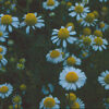 Chamomile, German (Matricaria recutita) seeds, organic - Image 4
