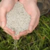Chia, Mexican White (Salvia hispanica) seeds, organic - Image 2