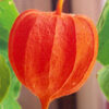 Japanese Lantern (Physalis alkekengi franchetii), packet of 50 seeds, organic
