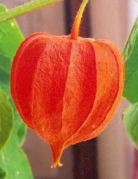 Japanese Lantern (Physalis alkekengi franchetii), Potted Plant, Organic