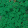 Blue Cohosh Live Root (Caulophyllum thalictroides), organic - Image 6