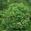 Cramp Bark (Viburnum opulus), packet of 10 seeds, Organic - Image 6