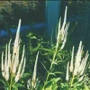 Culvers Root (Veronicastrum virginicum), packet of 100 seeds, organic - Image 3