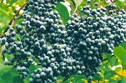 Elderberry, Blue (Sambucus caerulea), packet of 50 seeds