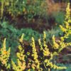 Epazote (Chenopodium ambrosioides), potted plant, organic