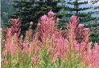 Fireweed (Epilobium angustifolium) seeds - Image 4