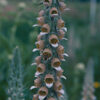 Foxglove, Grecian (Digitalis lanata) potted plant, organic