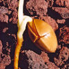 Ginkgo (Ginkgo biloba) seeds [INTL NO] - Image 3