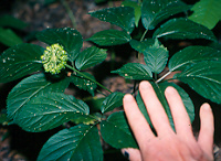 cultivar sus propias raÃ­ces de ginseng semillas 200 semillas estratificadas resistentes Semillas de ginseng Panax Ginseng Corea ASTONISH SEEDS 