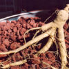 Ginseng, American (Panax quinquefolius) seeds [INTL NO] - Image 3