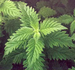 Gypsywort (Lycopus europaeus), packet of 100 seeds, organic