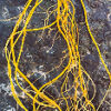 Goldenseal (Hydrastis canadensis) packet of 20 seeds, Organic (available in the USA only) - Image 6