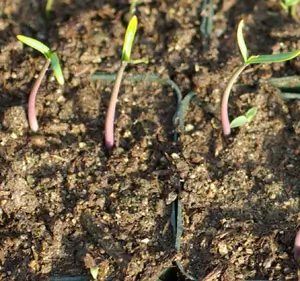 Gopher Spurge (Euphorbia lathyris) seeds, Organic - Image 3