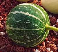 Gourd, Buffalo (Cucurbita foetidissima), packet of 10 seeds, organic