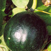 Gourd, Snake (Trichosanthes kirilowii) seeds, organic - Image 4