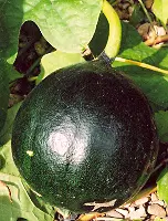 Gourd, Snake (Trichosanthes kirilowii) seeds, organic - Image 4