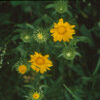 Gumweed (Grindelia) (Grindelia integrifolia), potted plant, organic - Image 4