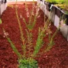 Heather (Calluna vulgaris), packet of 100 seeds, organic - Image 2