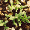 Helichrysum italicum seeds, organic - Image 4