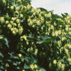 Hops (Humulus lupulus) seeds, organic [WA, ID NO] - Image 4